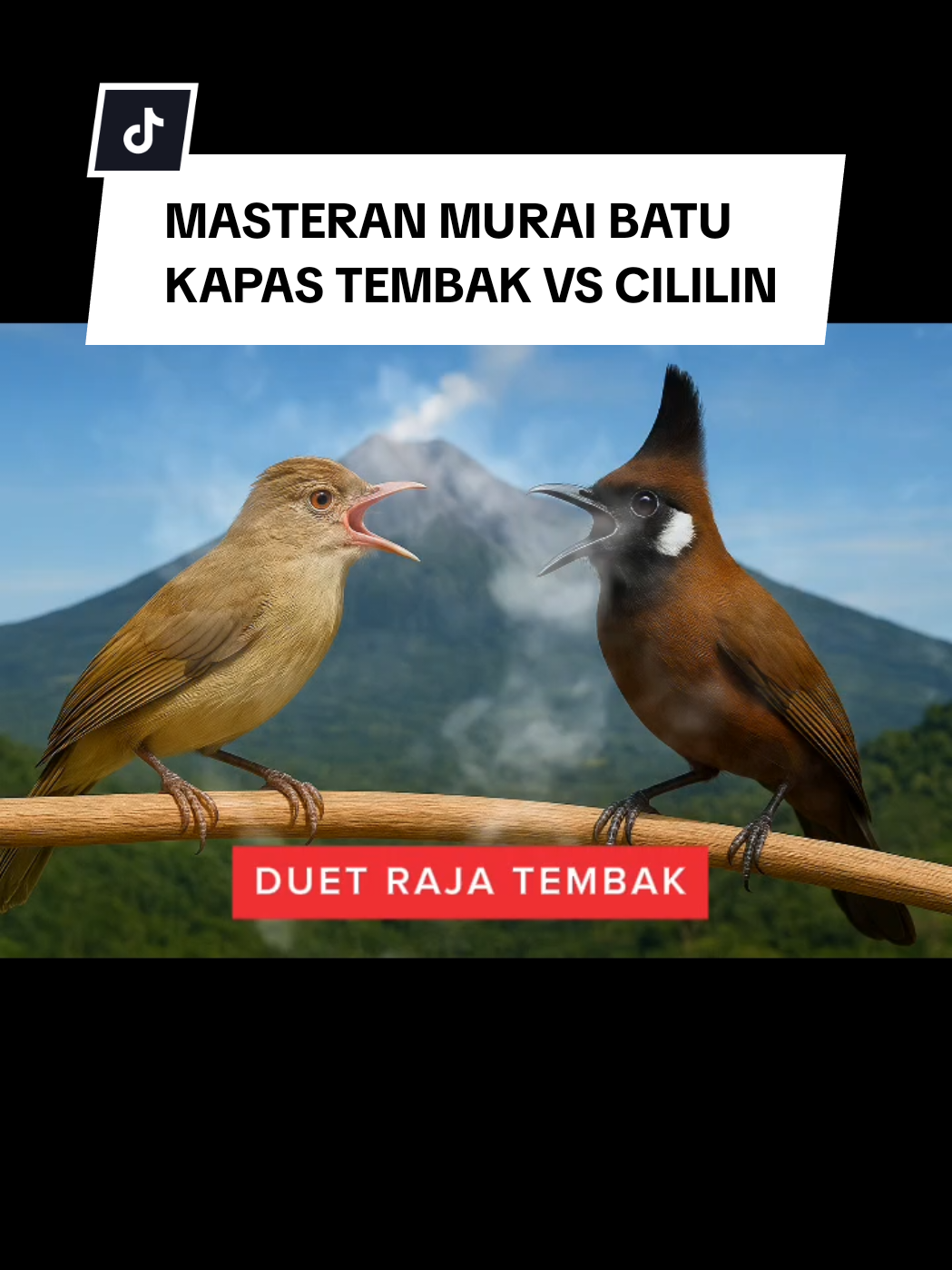 MASTERAN KAPAS TEMBAK KOMBINASI CILILIN, GURU VOCAL TERBAIK UNTUK MURAI BATU #masteranmuraibatu #kapastembakcililin #muraibatu 