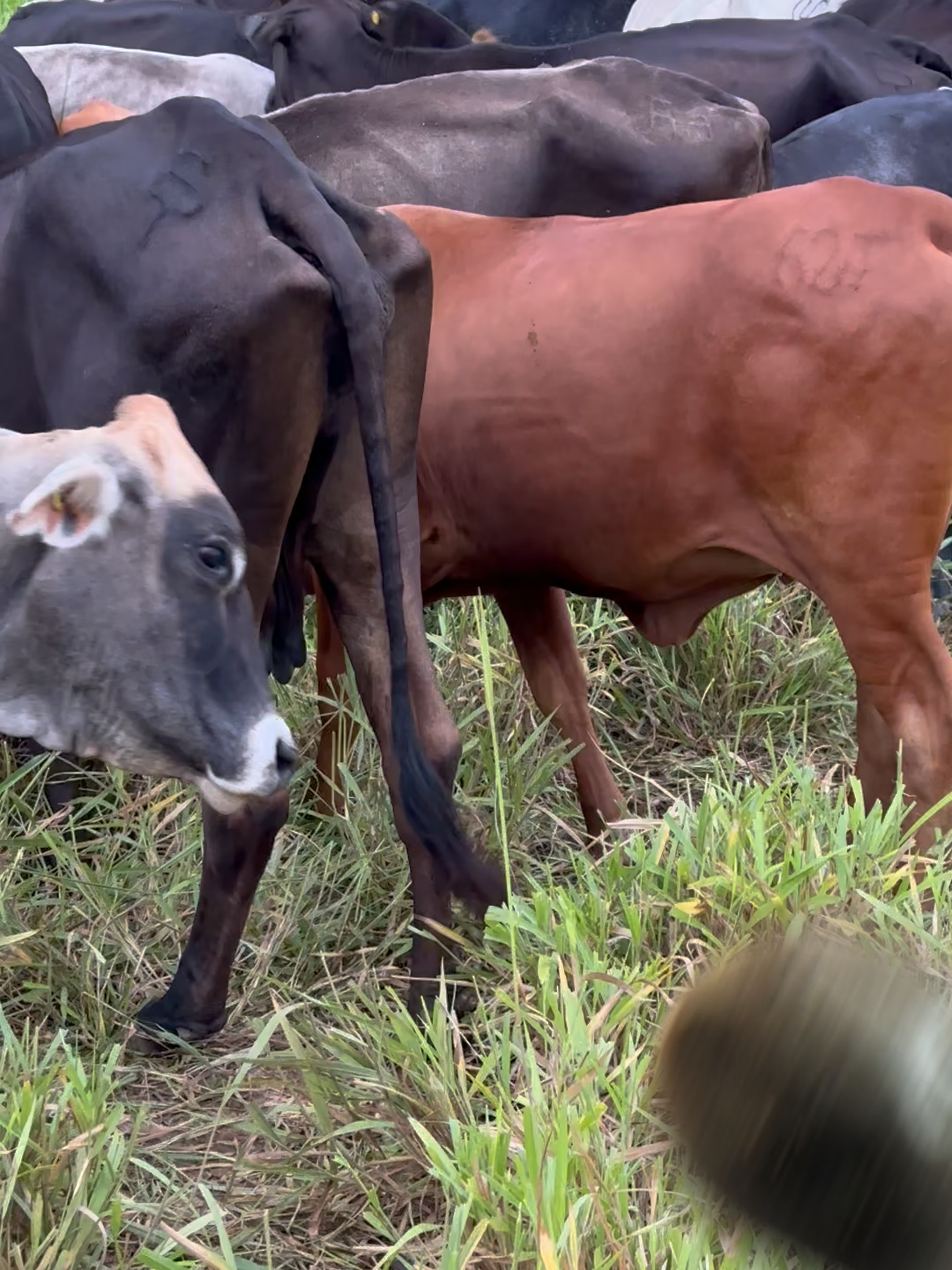 Azufre vs Garrapatas