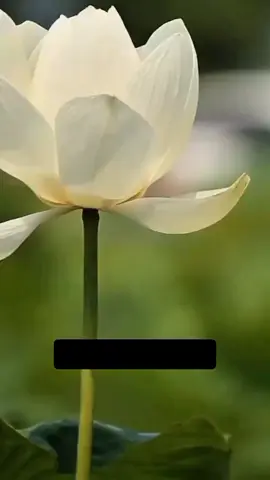 যারা বউকে দিয়ে চাকরি করায় তাদের মাথায় গবর আছে।। #islamic_video #waz #sourovhossain07 #viral #tiktok 