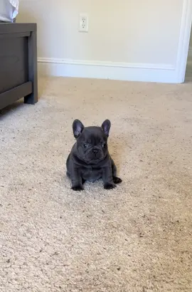 Little fire cracker 😆😆 #frenchiesoftiktok #fyp #puppy #frenchbulldog #trending 