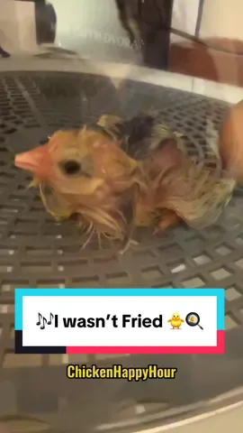 🎶I wasn’t fried! 🐥🍳 #parody #egg #chickens #funny #chickenhappyhour  