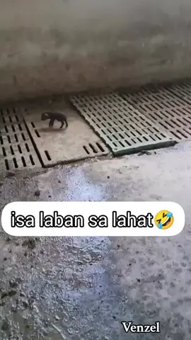 Isa laban sa lahat🤣🤣🤣 #everyone #highlight #fyp 