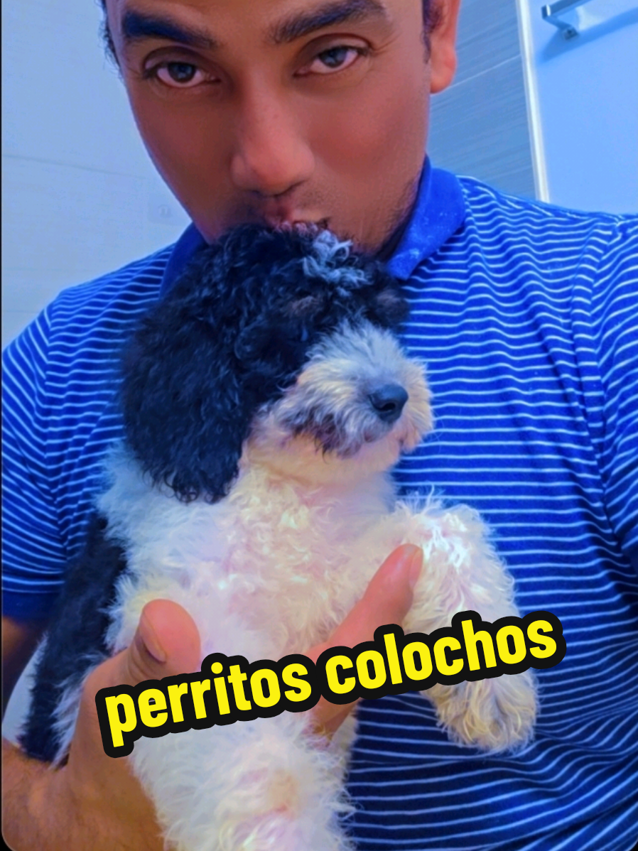 mix poodle