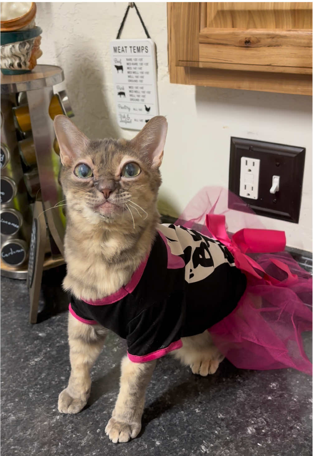 Thank you so much Maggie, Lisa, Lauren, Megan, Cody, Clare, and Anna for these adorable outfits! We are incredibly grateful 🥰 #cat #cutecat #rescuecat #tiktokcats #kittens 