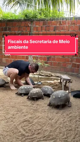 Os fiscais atacam novamente. Os jabutis hoje queria saber como andava o plantio de uma árvore 🌲 