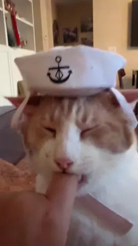 Captain is drunk off the finger milk :3 #catsoftiktok #cat #fyp #brainrot #viral 