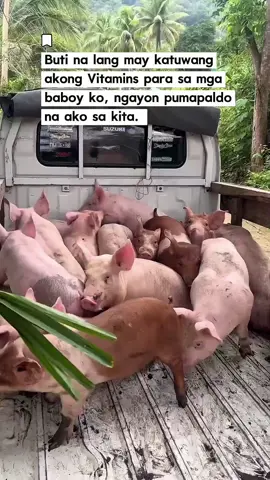 Paldong-paldo this 2025 dahil sa Vitamins na ito ng aking mga alagang baboy. Grabe ang tipid pero tinodo ang kita. #pigfarming #poultry #pigs #goldking #goldkingusa 