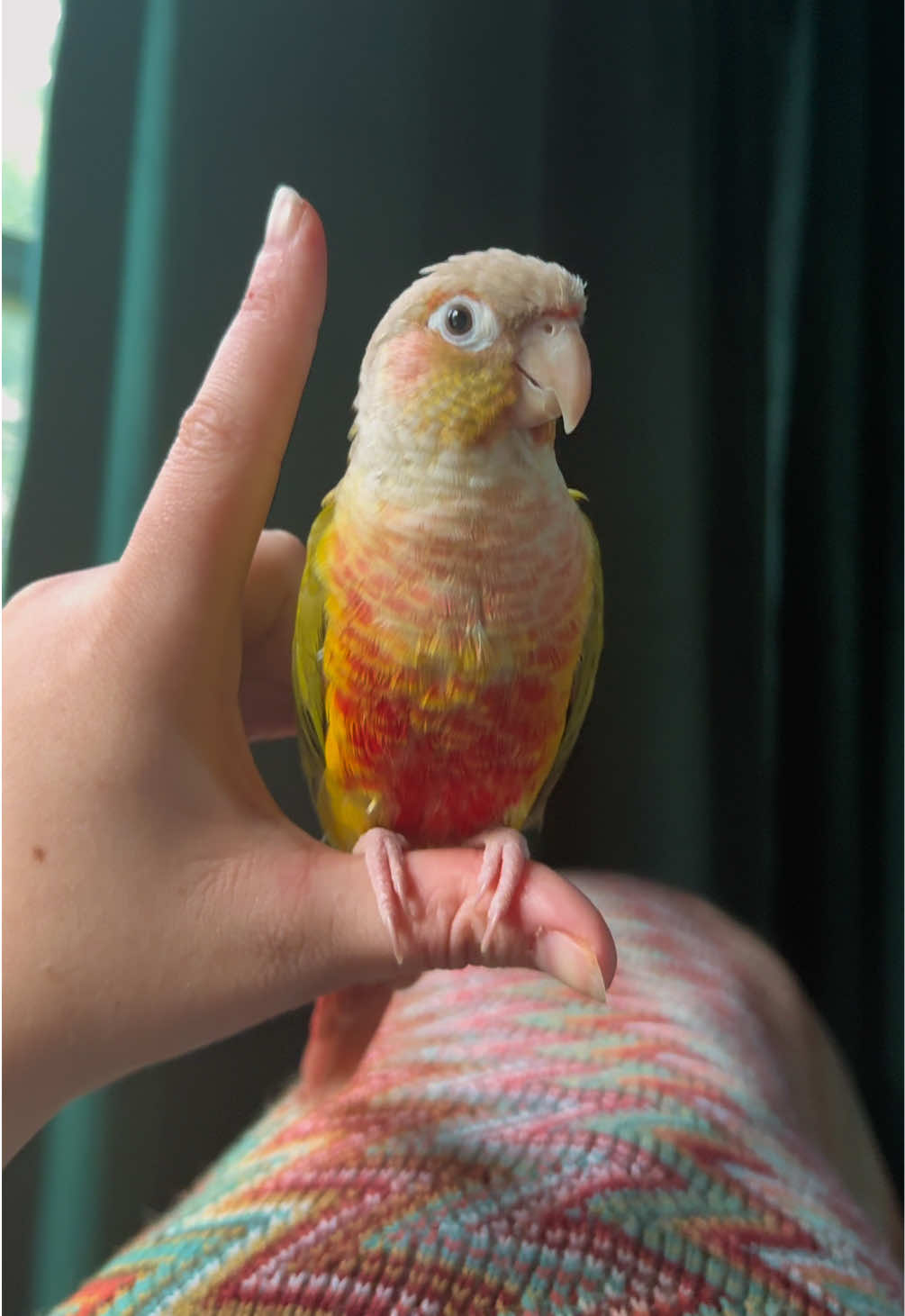 Cricket passed the love challenge 🥹 #lisforthewayyoulookatme #Love #conuresoftiktok #parrot #birdsoftiktok 