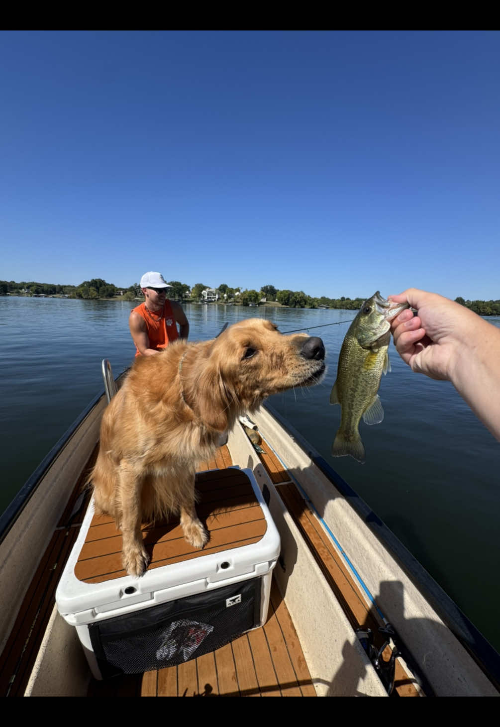 Hopefully the first of many! #goldenretriever 