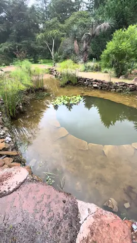 Así quedaron las plantas que sembramos. #botanicalcollection #aquaticplants #pond #conservatory #biopiscinanatural 