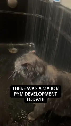 AN URGENT MAJOR PYM DEVELOPMENT happened tonight. I have tried to get her to jump in here a hundred times. Gosh I love her so much #pym #showercat #soggy #soggytime #catsoftiktok 