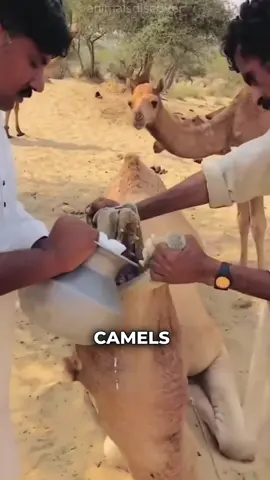 Why Camels eat salt before the desert? #camel 