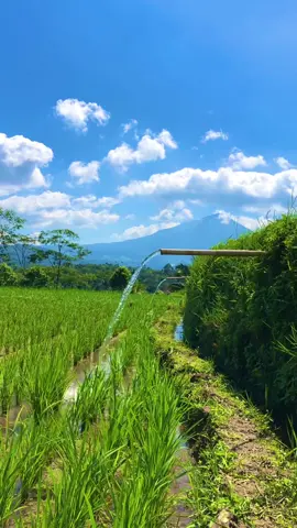 Sampurasun,#reels__tiktok #kampungkuring #lemburkuring #suasanapedesaan #suasanapesawahan #perkampungan #vlogpedesaan #airjernih #tasikmalaya_jawabarat #fyp #fyp 