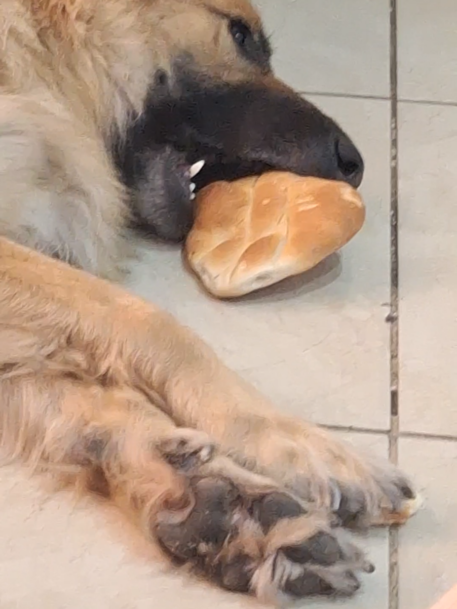 Kim es grande pero no se ha dado cuenta jajajaja #perritos #doglover #perritoslindos #perritostiktokers #pastoraleman 