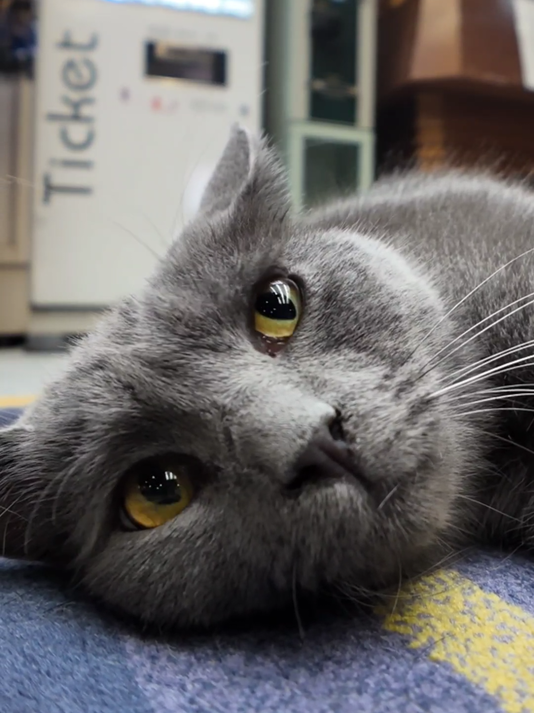 【猫ホテル】夜ロビーに行くと猫がゴロゴロ寝転んでいます