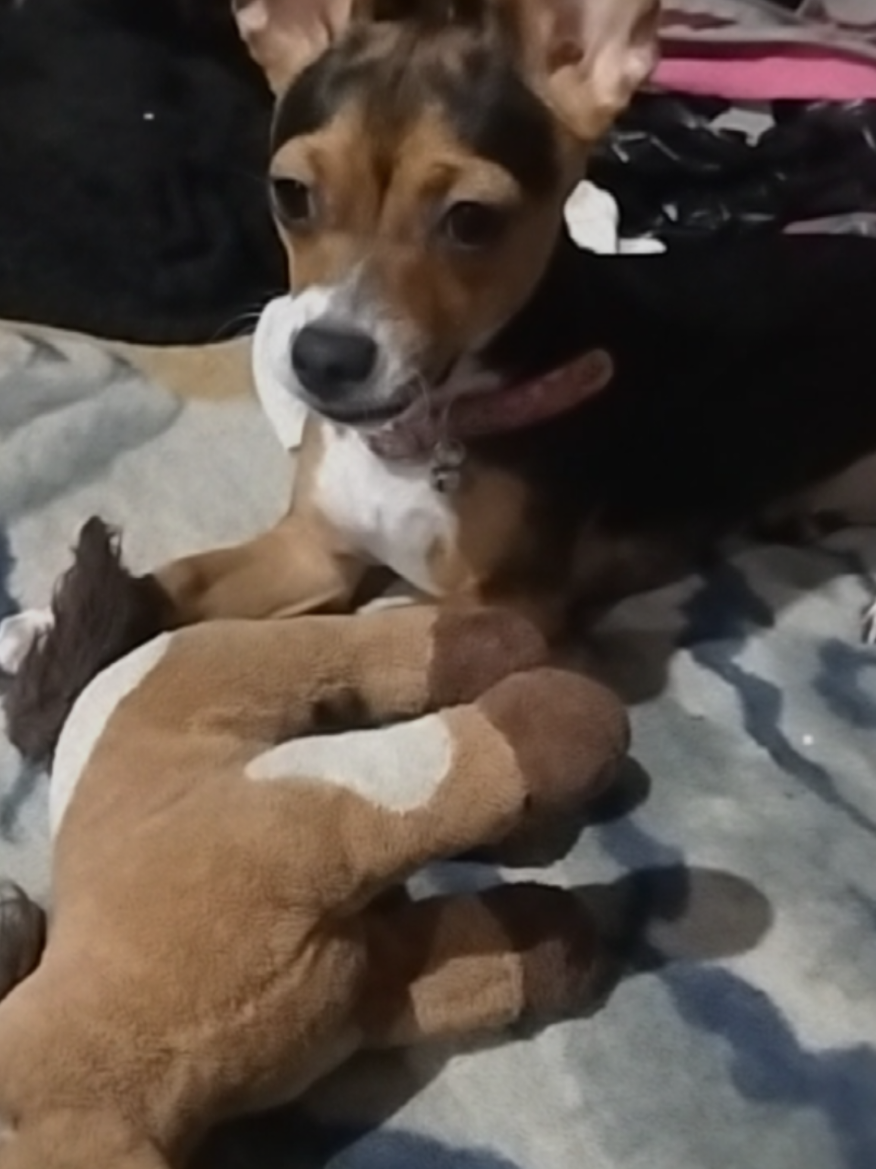 #mipepe🐈#princess 🐕#meaman❤️🥰😍#soyfeliz 💐#31/08/25