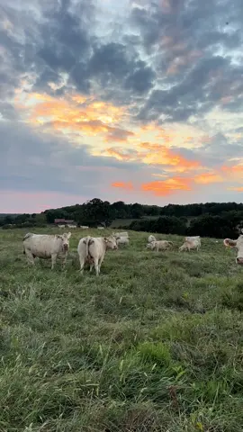 home + heaven #cattle #sunset #farming #fyp #sky 