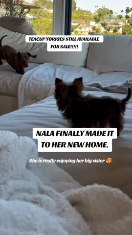 Nothing beats a JET2 holiday 😂😂 #jet2holidays #yorkie #Home #dogmom #Love 