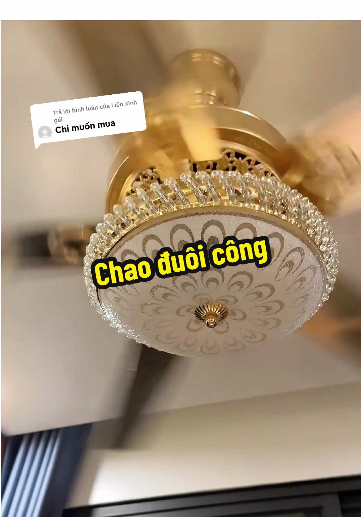 Trả lời @Liên xinh gái Quạt trần thép chao đèn đuôi công siêu đẹp #quattran #quattran5canh #xuhuong #nhanuytin88 