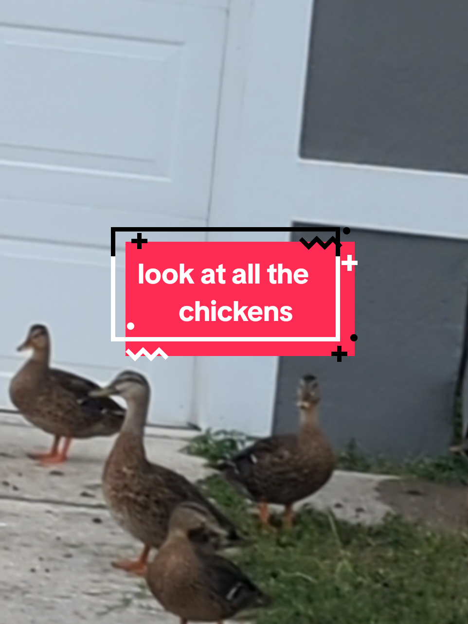 #birdblindness #peacemakerseason2 #ducks #fyp 
