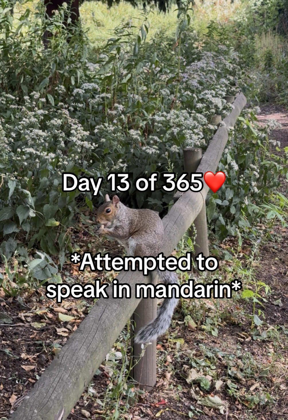 Day 13 of 365 days attempting to speak in mandarin!  Today I did another voiceover showcasing what we did for the day! We played mahjong, went to a grocery store, went to feed squirrels and had dinner at the pub!  How was your Sunday? What did you get up to today? Let me know in the comments below  #mandarin #mahjong #squirrelsoftiktok #squirrel #park 