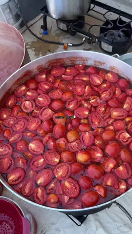 best time of year!!! 🇮🇹🍅🤌🏼❤️ #italian #sauce #homemadesauce #saucenotgravy #tomatosauce 