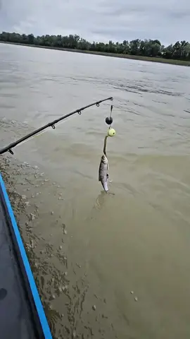 #mancing #fishing #viral #fyp 