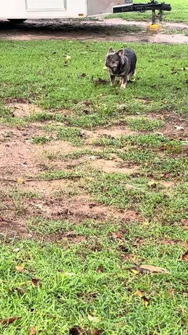 My boy is so fast #frenchie 