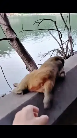 #tiktok #monkey #foryou 