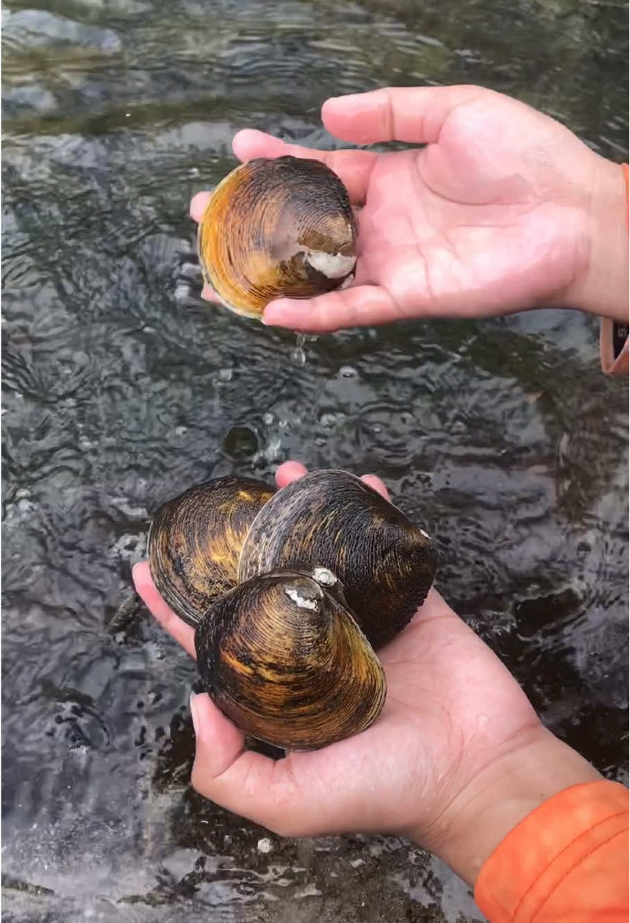 Berburu kerang Bakau atau kerang totok di hutan bakau, kalau di daerahku namanya timong #jangkauanluas #ngebolang #fyp #seafood #hasillaut 
