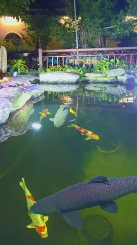Tháng tiền cám 5-6 củ 🫩🫩 #xuhuong #koi #cakoi #trắmđenkhủng #cá 