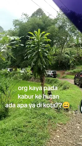 org kaya pada kabur ke hutan