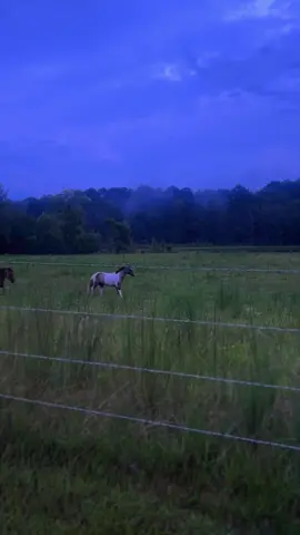 Why would I ever want to leave…. #heaven #fyp #horsesoftiktok 