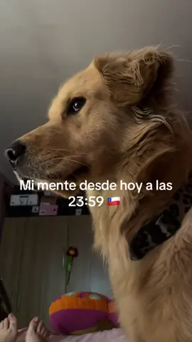 SeDtiembre! 🇨🇱 #goldenretriever #chile #septiembre #18deseptiembre 