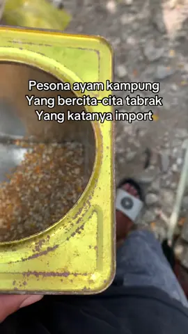 🆙🆙🆙#salamkakikiri #ayamflipin🇨🇿 #ayamkampung #fyp #masukberanda 