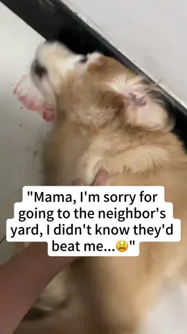 #petmemorial #tiktokmademebuyit #dog #goldenretriever #petlover 