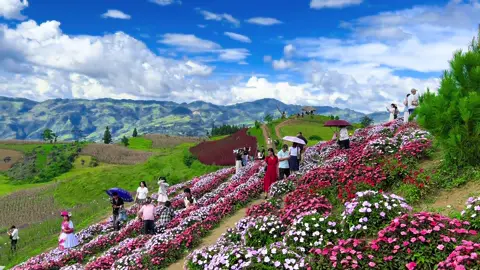Đẹp quá Suôi Thầu ơi!!!🥰 #thaonguyensuoithau #hagiangloop #lenxuhuong❤️ 