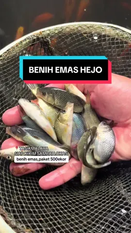 paket 500ekor #jualikan #benihkan #fyp #tasikmalaya #gammafish