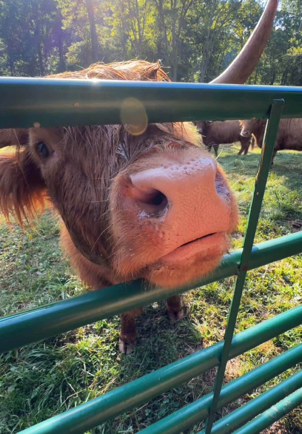 Mina wanting some love #highlandcow #farm #farmlife #ranch #ranchlife #cowsoftiktok #animalsoftiktok #cows #fluffycow #farmland #highlandridgeranch #minicow #minicows #minicowsoftiktok