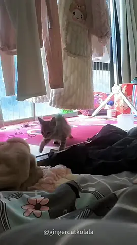 Cat's silly behavior #funnyvideos #fypage #fypツ #funnycat #foryou #catlover #cats