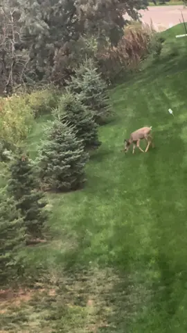 Bambi 🦌 & Thumper 🐰playing 🥹 #BlackHills #Fyp #fy #SD #MotherNature 