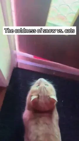 My Cat is scared of snow  🤣🤣 #catsoftiktok #cats #funnycat #fyp #cutecat