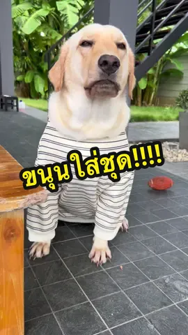 สวัสดีเช้าวันหยุดค่าาา 🐶🌤️ เทคนิคพรางหุ่นด้วยชุดลายขวาง #พี่มังคุดน้องขนุนน้องจินนี่ #ขนุน #ลาบราดอร์รีทรีฟเวอร์ 