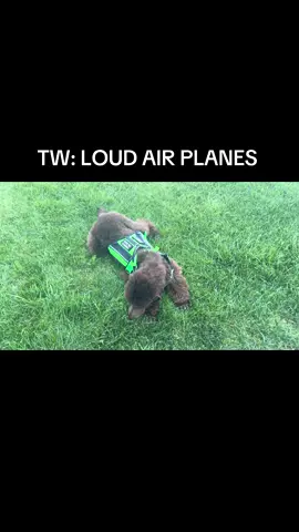 This dog keeps surprising me daily! #fyp #ihavestandards🐩 #servicedogintraining #solan #airshow 