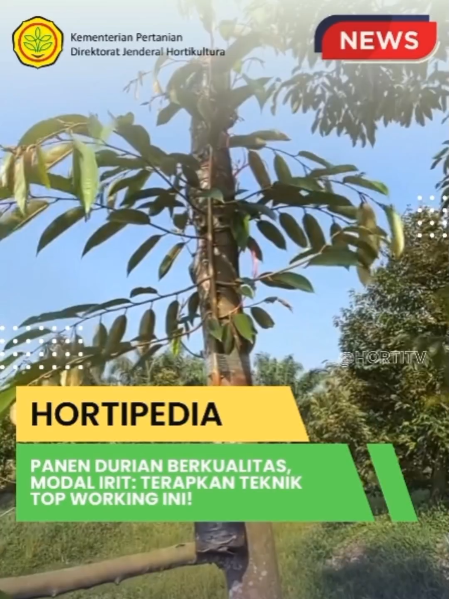 Pernah mendengar metode Top Working pada tanaman durian?   Apa saja keunggulannya? Mari simak videonya. Sumber: NurulFauzi @kementanri @lambetani #fyp #fypage #foryou #foryoupage  #informasi #durian #viral #indonesia #petaniindonesia  #trendingtiktok #tiktokviral #tiktok #Kementan #viralllllll #Durian #PetaniMuda #PetaniMilenial #pertanian