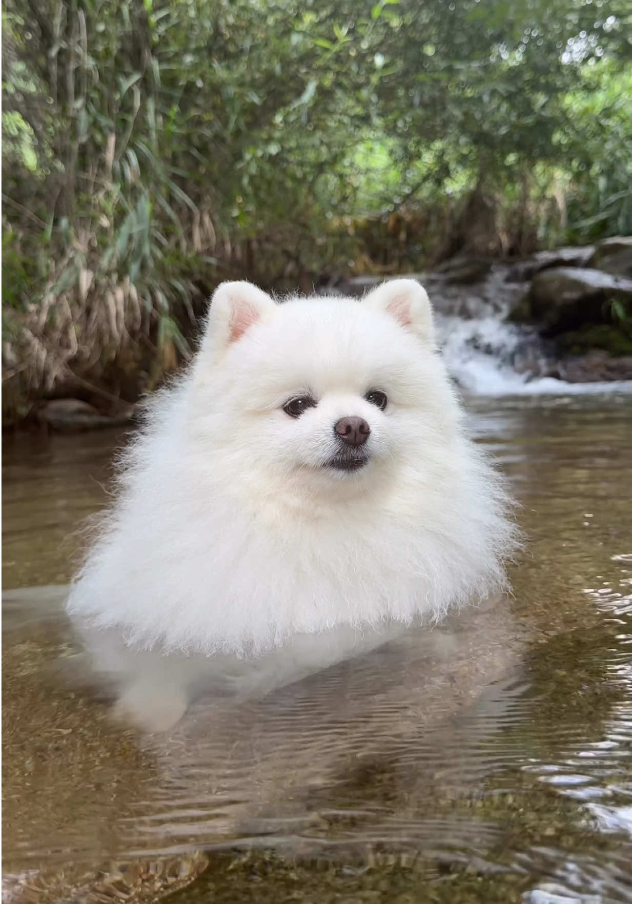 선녀탕에서 반신욕하는 강아지😂🐟🩵 #강아지#계곡#포메라니안#fyp #dogsoftiktok 
