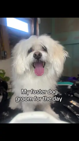 I called around Rescue’s asking for a crusty old dog to groom and look with the cat dragged in 😏 