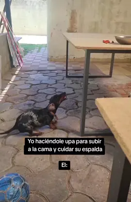 nivel Hard como hacen para que no salten 24/7 😭 #perrosalchicha #salchichaarlequin #fyp #fyppppppppppppppppppppppp #perrihijo 
