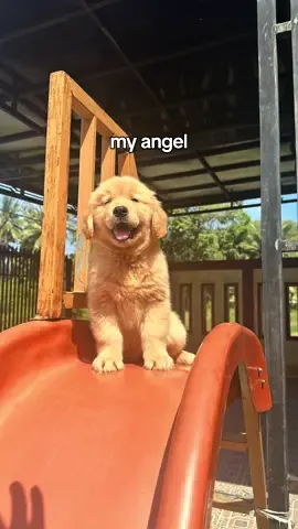 spill anabul kalian dong🤭 #goldenretriever #anabulkesayangan #myangel 