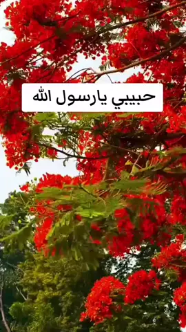 حبيبي يا رسول الله صلى الله ورسوله ☺️☺️☺️😊😊😊